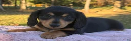 Miniature Dachshund dogs for sale: Etta - Ad 5