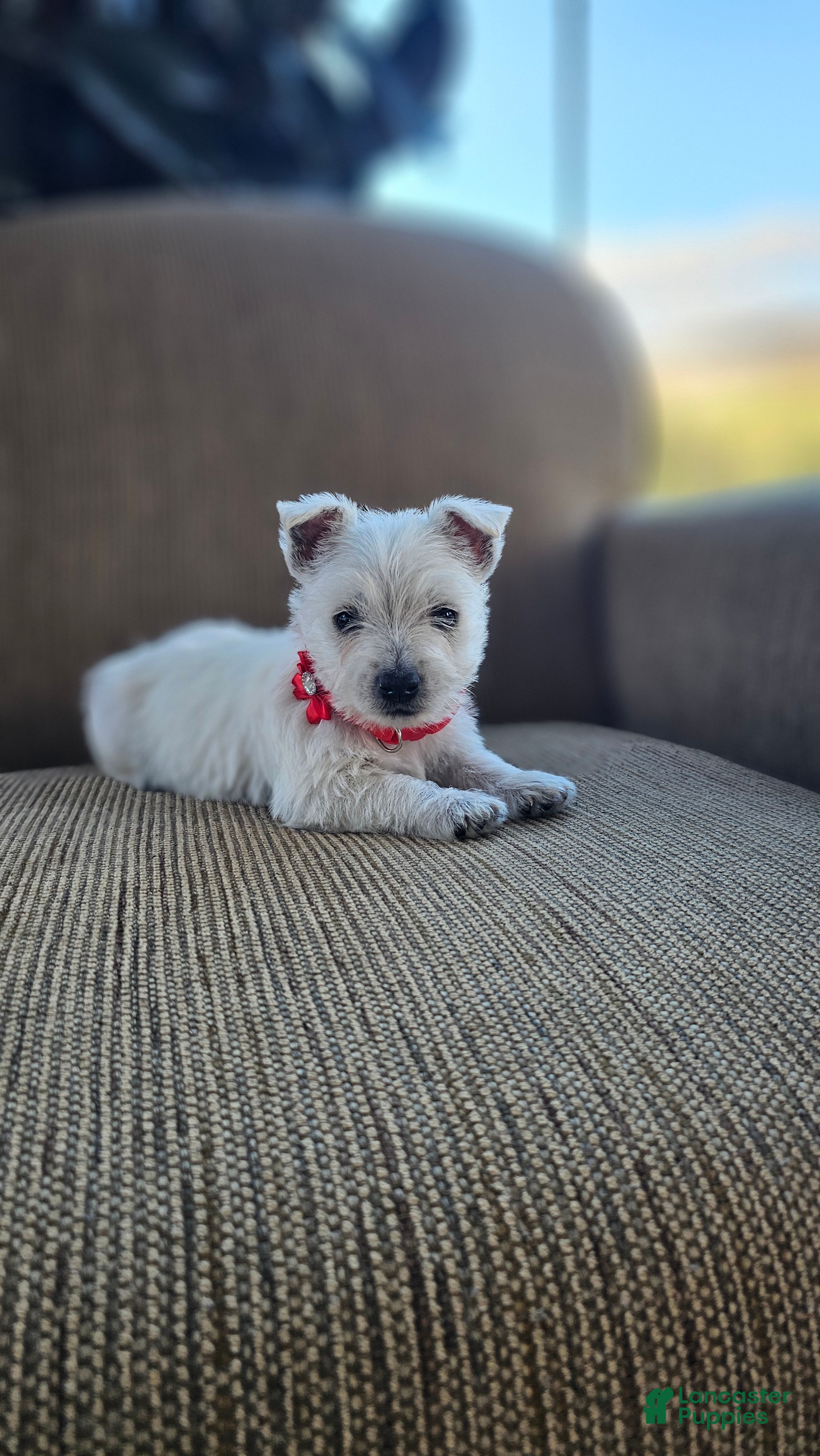 West Highland Terrier dogs Tilley - Ad 1