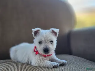 West Highland Terrier dogs for sale: Tilley - Ad 2