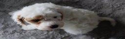 Mixed Breed dogs for sale: CavaPooChon male - JOB - Ad 3
