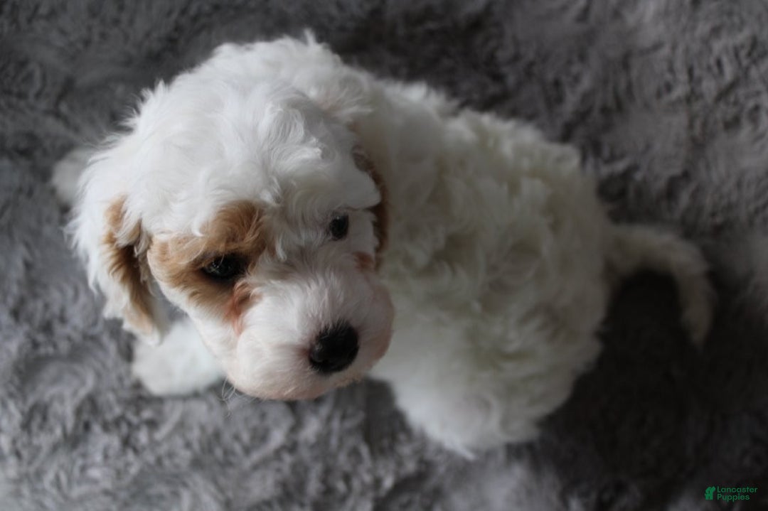 Mixed Breed dogs for sale: CavaPooChon male - JOB - Ad 3