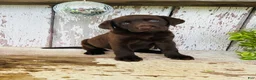 Labrador Retriever dogs for sale: Summer - Ad 7
