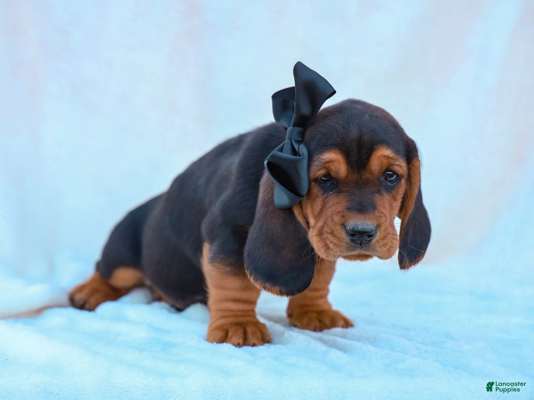 Basset Hound dogs for sale: Walker Basset Hound Pup - Ad 3