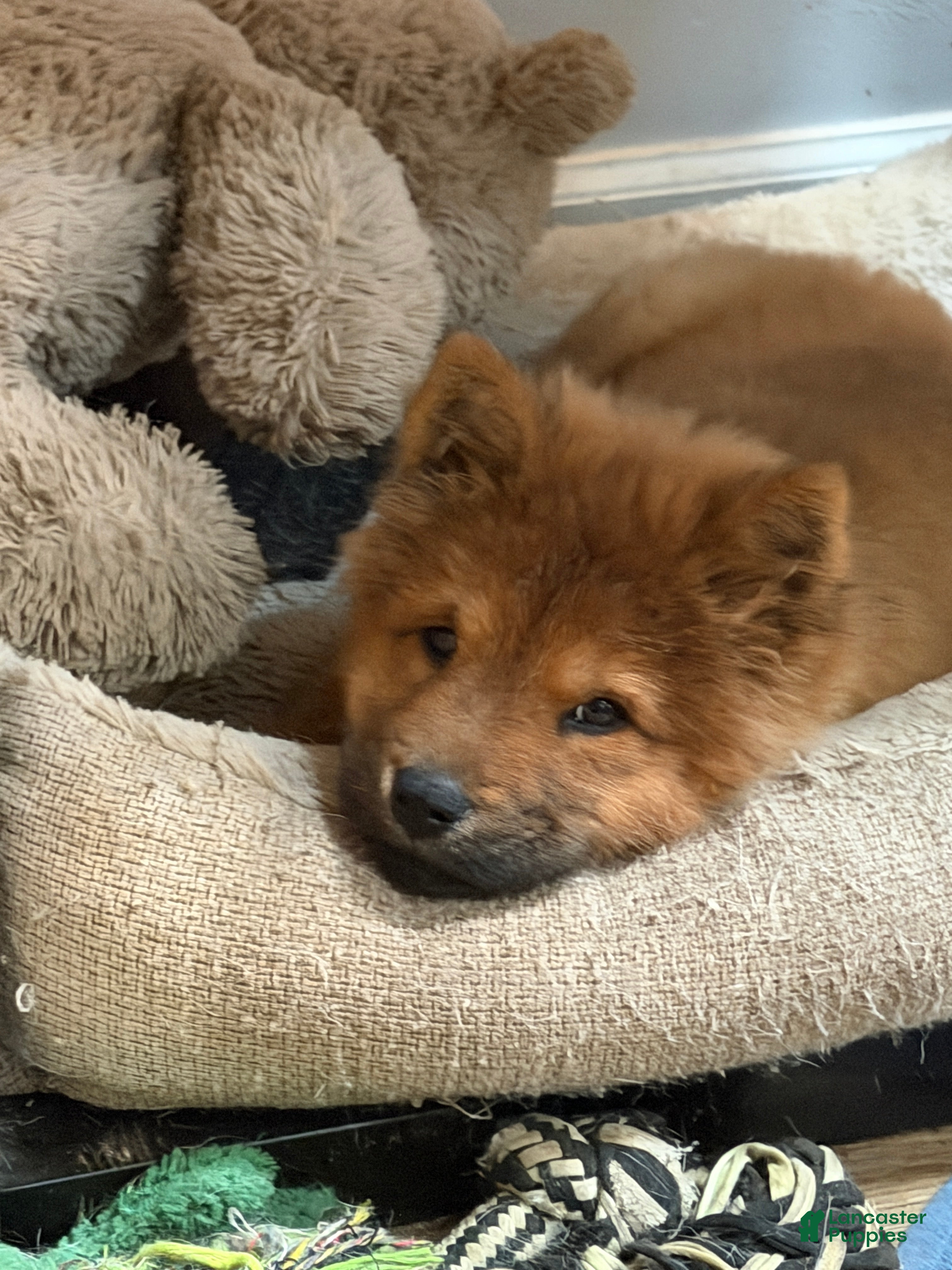 Chow Chow dogs for sale: Luna - Ad 1