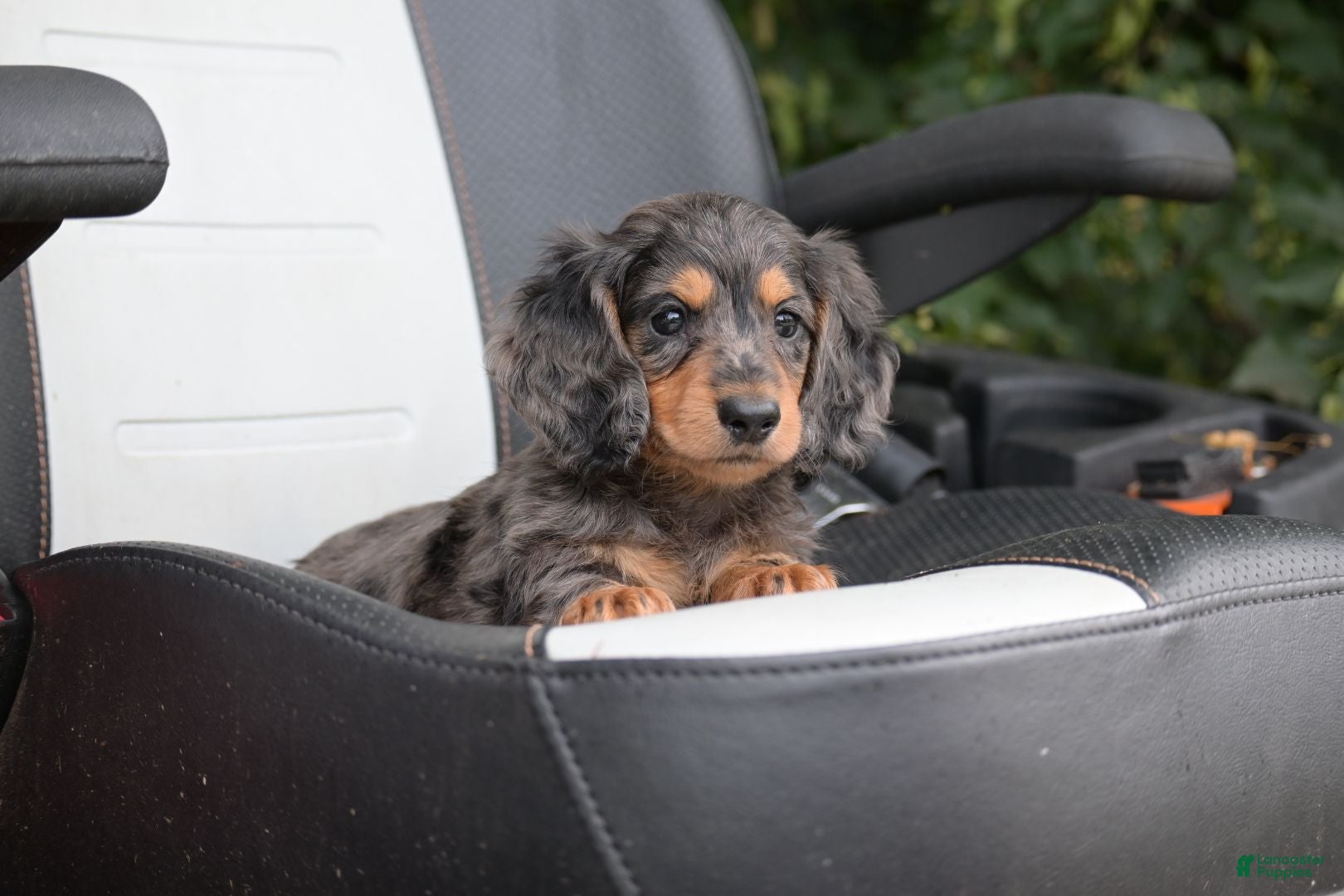 Miniature Dachshund dogs Buckley - Ad 2