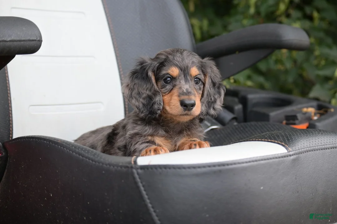 Miniature Dachshund dogs for sale: Buckley - Ad 2