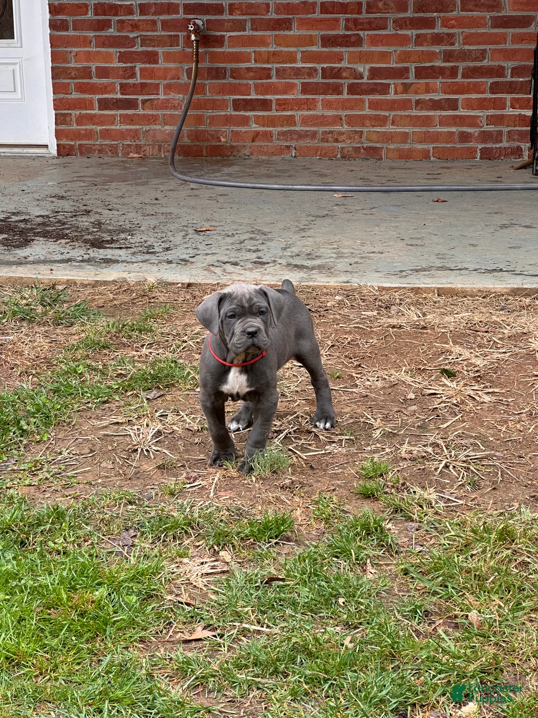 Cane Corso dogs for sale: Cane Corso Puppy 6 - Ad 1