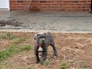 Cane Corso dogs Cane Corso Puppy 6 - Ad 36