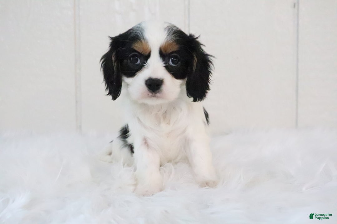 Cavalier King Charles Spaniel dogs for sale: Bella - Ad 3