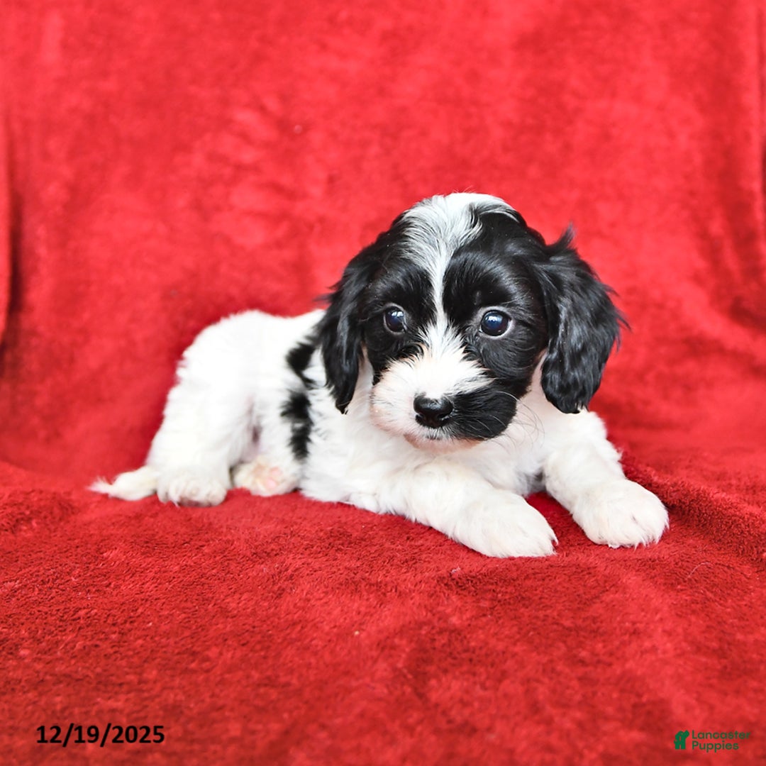 Cavapoo dogs for sale: Alice - Ad 1