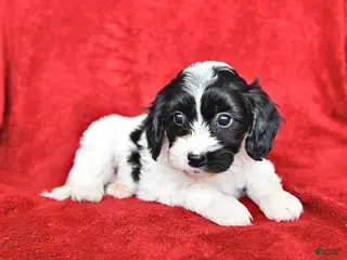 Cavapoo dogs Alice - Ad 28