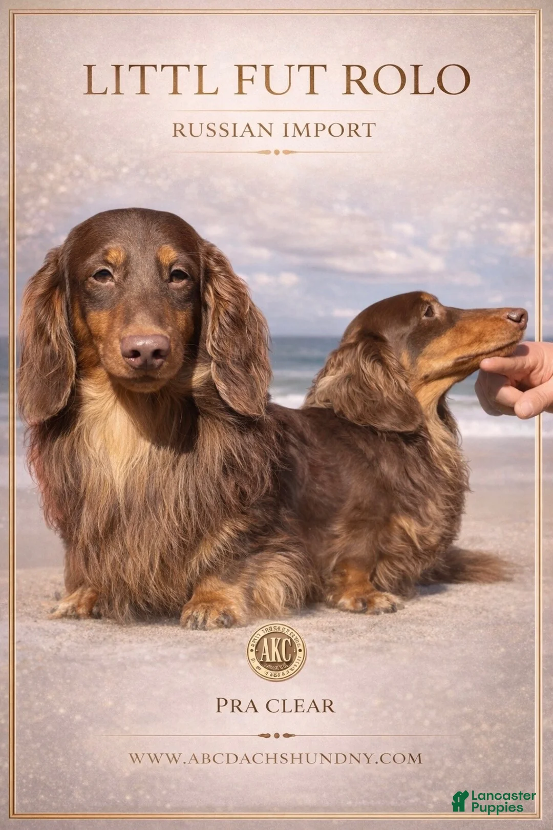 Miniature Dachshund dogs for sale: AKC ch Russian f - Ad 3