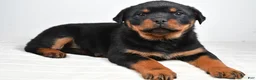 Rottweiler dogs for sale: Penny - Ad 3