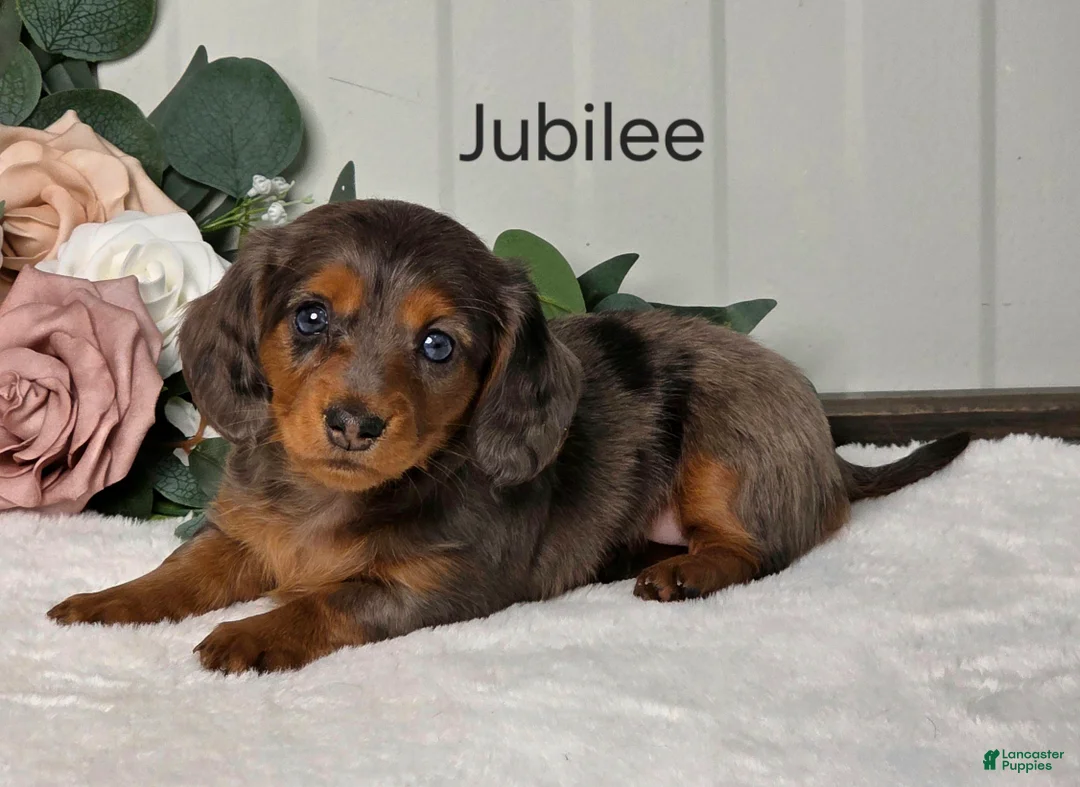 Miniature Dachshund dogs for sale: Jubilee  - Ad 1