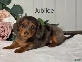 Miniature Dachshund dogs Jubilee - Ad 31
