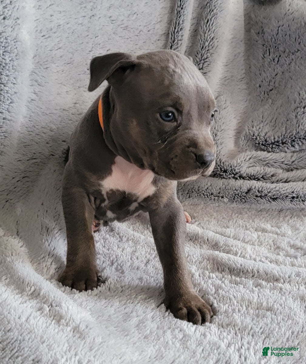 American Bully dogs Spike - Ad 34
