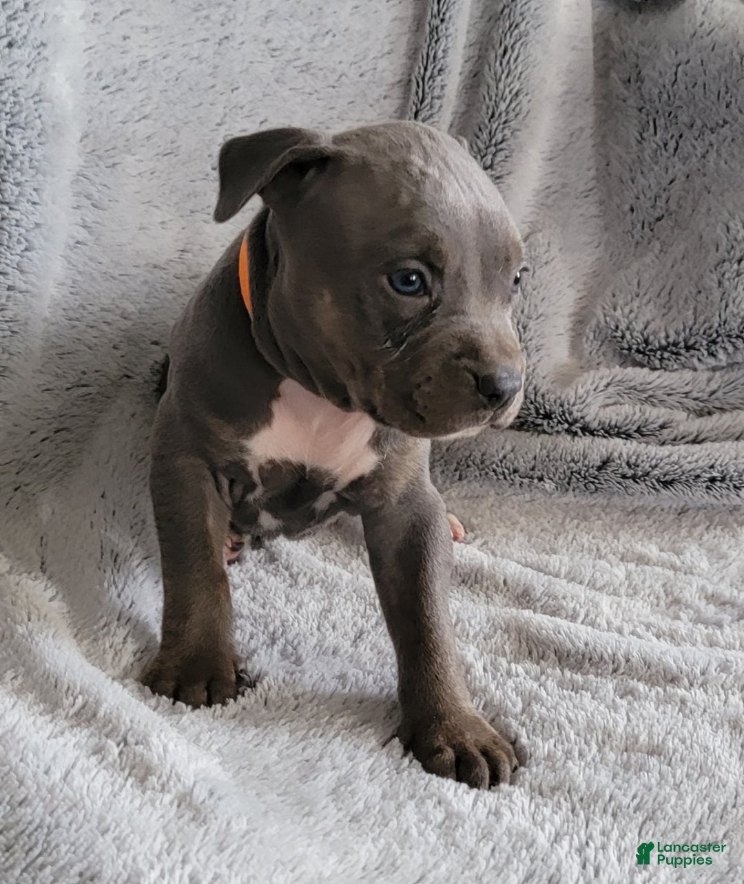 American Bully dogs for sale: Spike - Ad 1