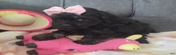 Yorkiepoo dogs for sale: Pearl - Ad 3