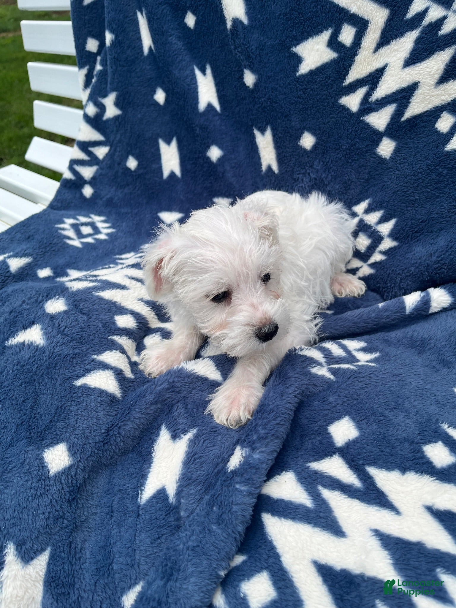 Miniature Schnauzer dogs AkcCooper - Ad 2
