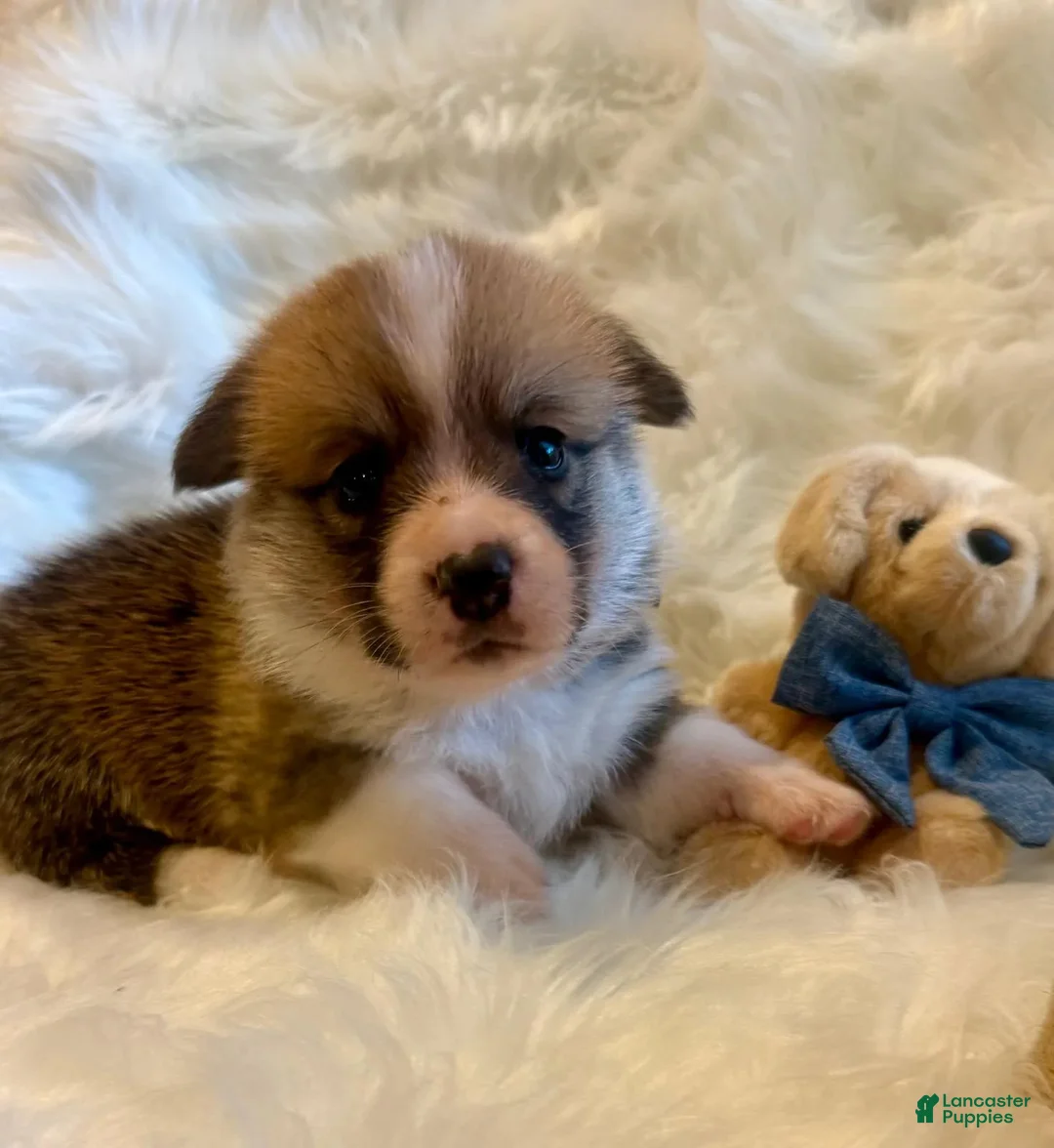 Welsh Corgi Pembroke dogs for sale: Gino - Ad 1