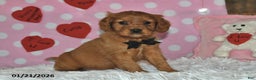 Miniature Golden Retriever dogs for sale: Cubit - Ad 1