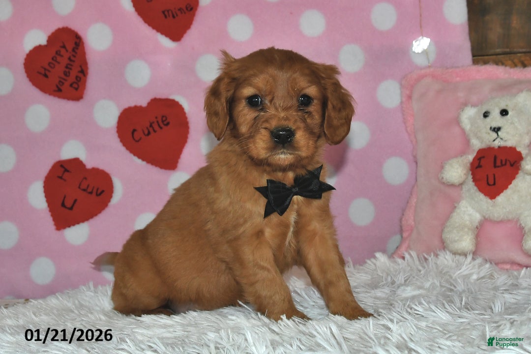 Miniature Golden Retriever dogs for sale: Cubit - Ad 1