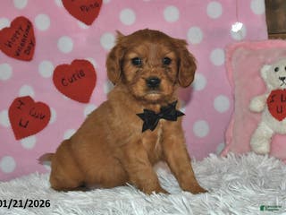 Miniature Golden Retriever dogs Cubit - Ad 7
