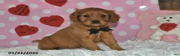 Miniature Golden Retriever dogs for sale: Cubit - Ad 7