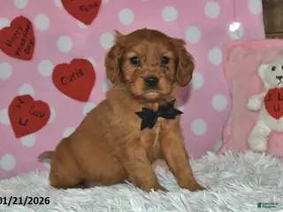Miniature Golden Retriever dogs Cubit - Ad 3