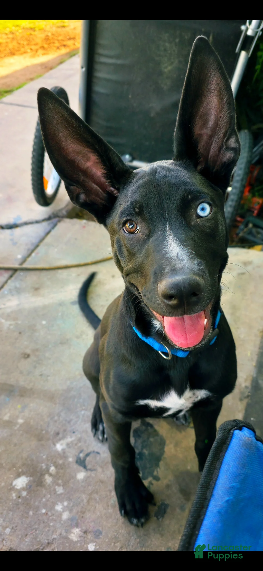 Mixed Breed dogs for sale: Mixed Breed Puppy 1 - Ad 1