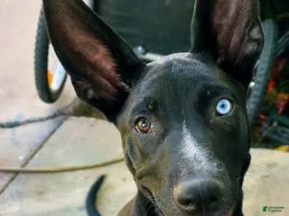 Mixed Breed dogs Mixed Breed Puppy 1 - Ad 1