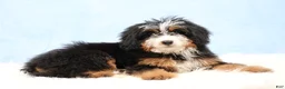 Mini Bernedoodle dogs for sale: Dylan - Ad 3