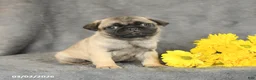 Pug dogs for sale: Parker - Ad 1