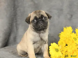Pug dogs for sale: Parker - Ad 3
