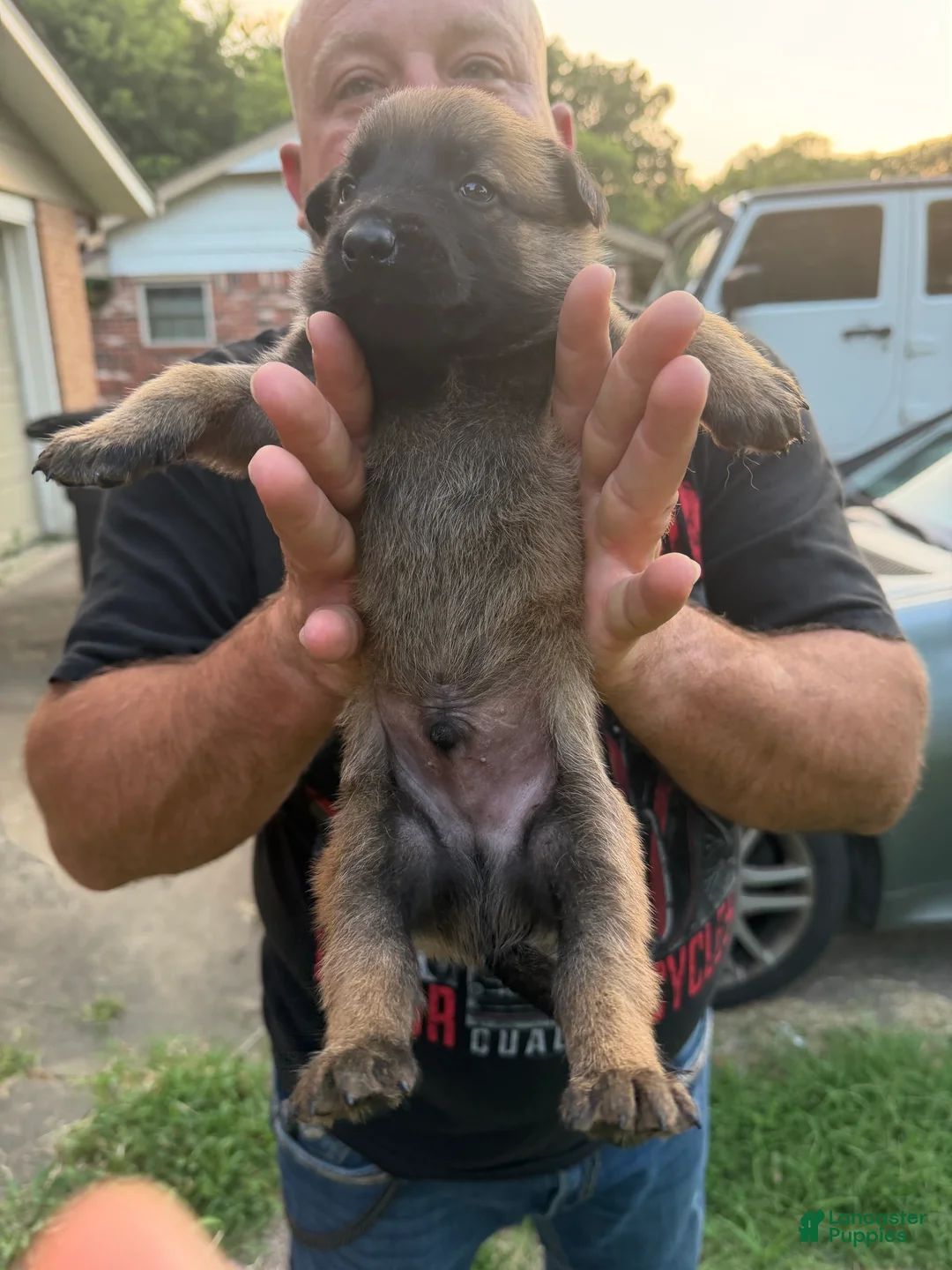 Belgian Malinois dogs for sale: Belgian Malinois 4 - Ad 1