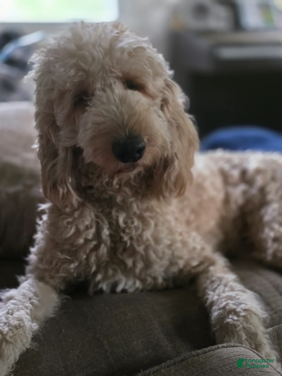 Goldendoodle dogs for sale: Teddy - Ad 2