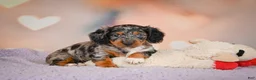 Dachshund dogs for sale: Tatum  - Ad 3