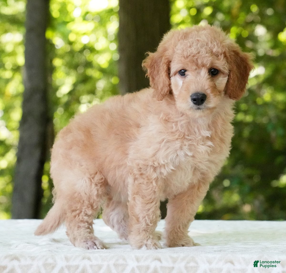 Mini Goldendoodle dogs Amber - Ad 1