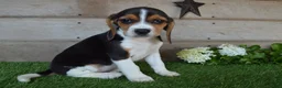 Beagle dogs for sale: Queen - Ad 2