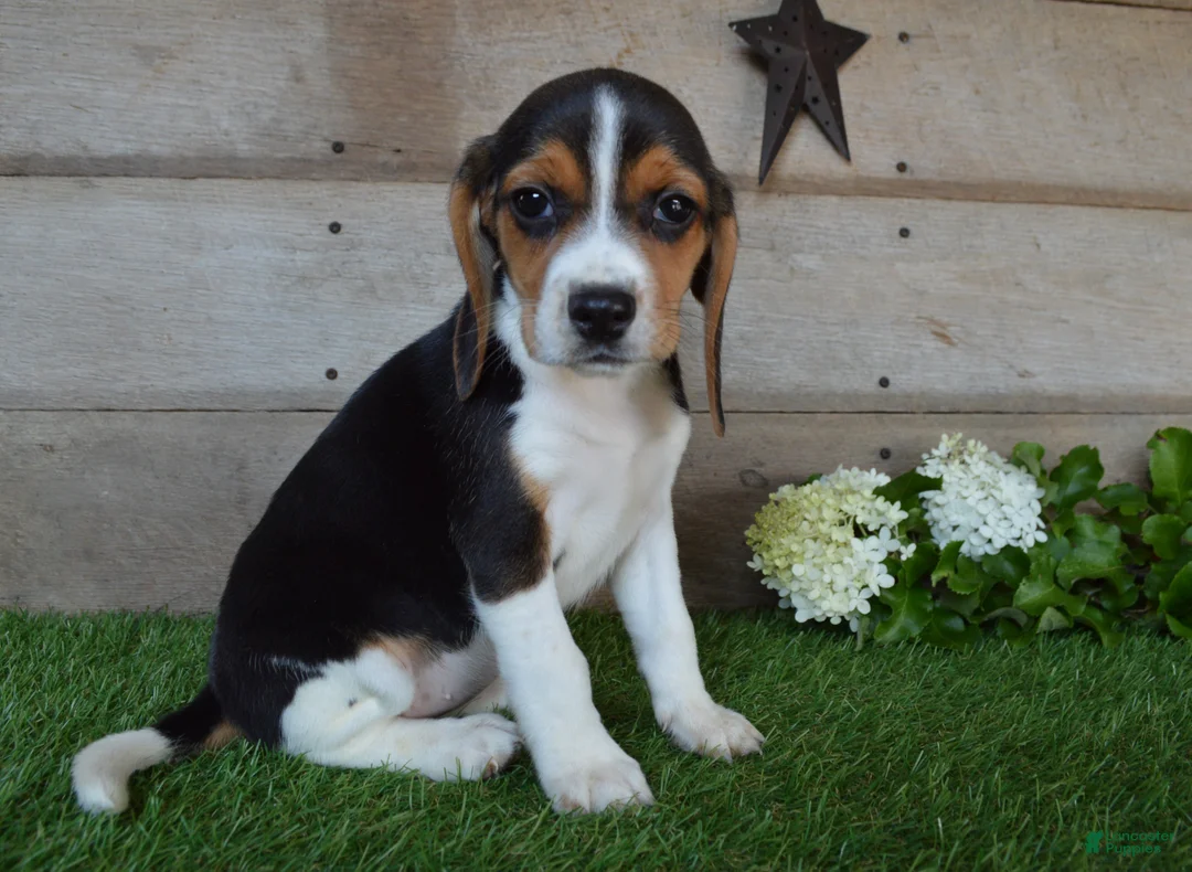 Beagle dogs for sale: Queen - Ad 2