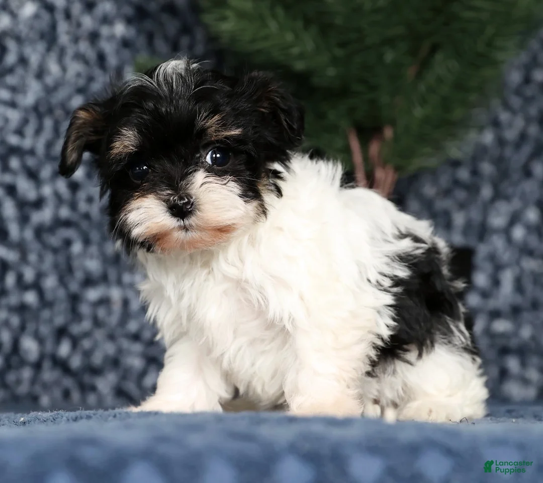 Havapoo dogs for sale: Jenna - Ad 6