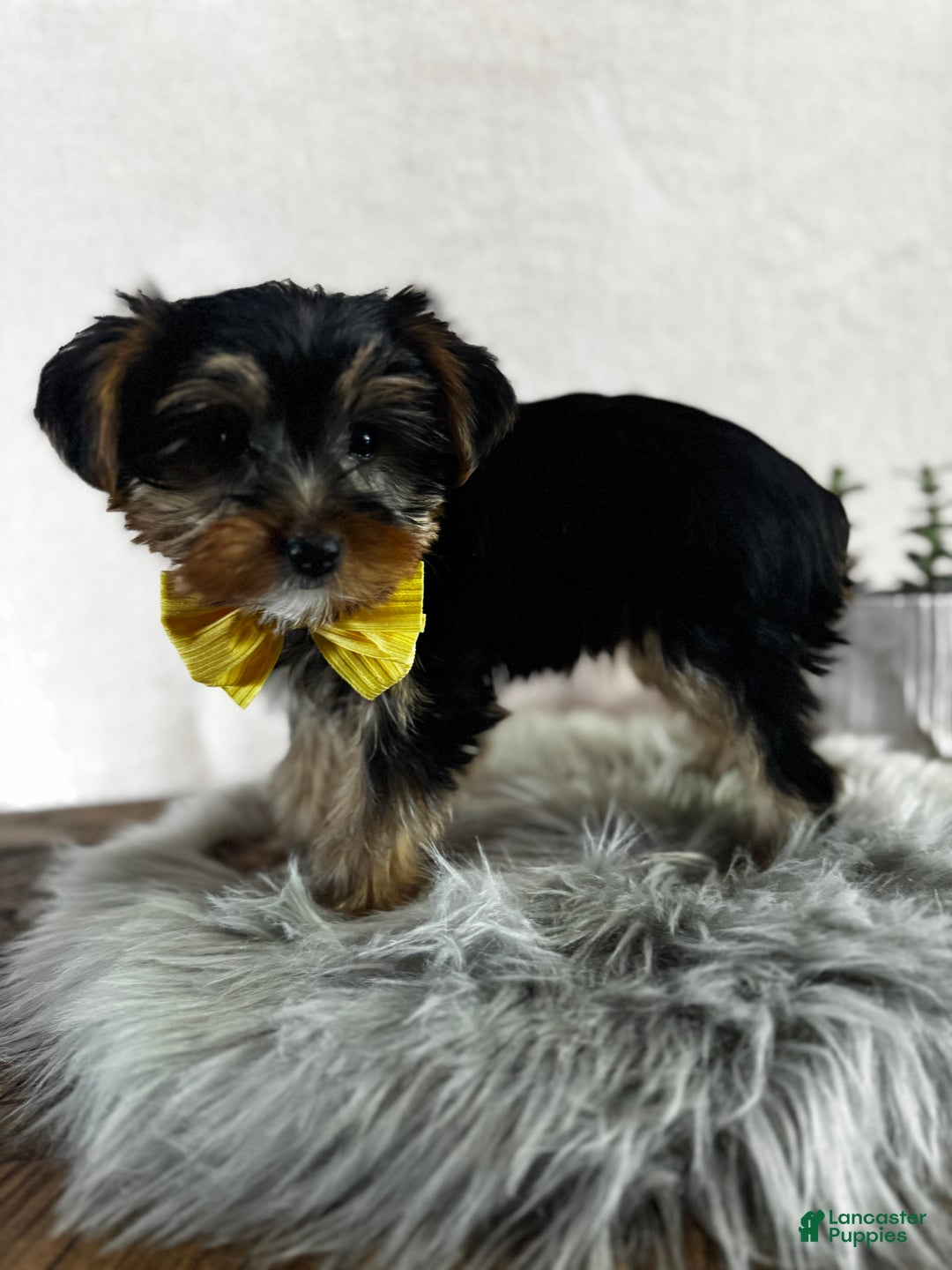 Yorkshire Terrier dogs for sale: Lance - Ad 3