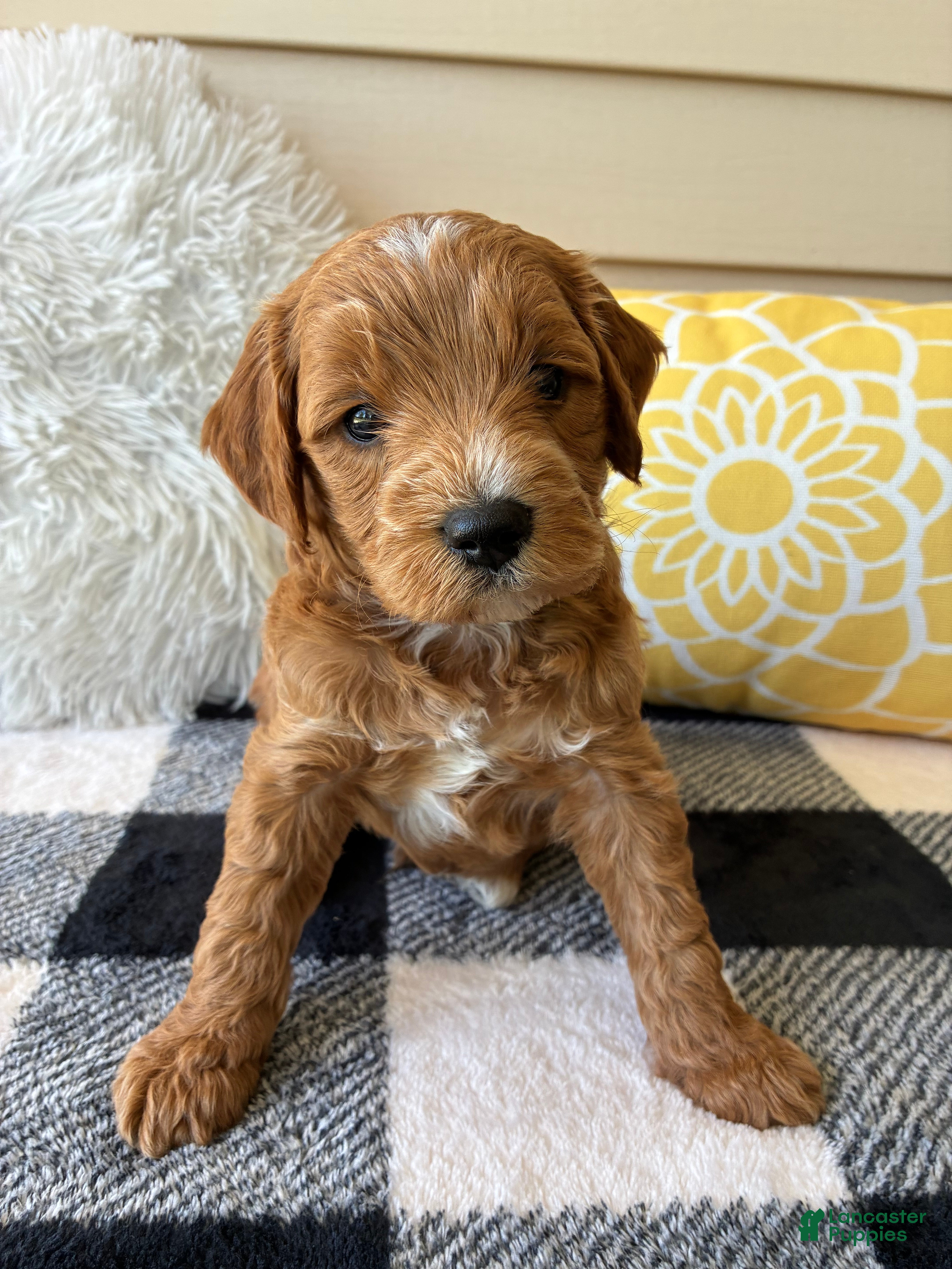 Mini Goldendoodle dogs Mini Goldendoodle “Benji” - Ad 1