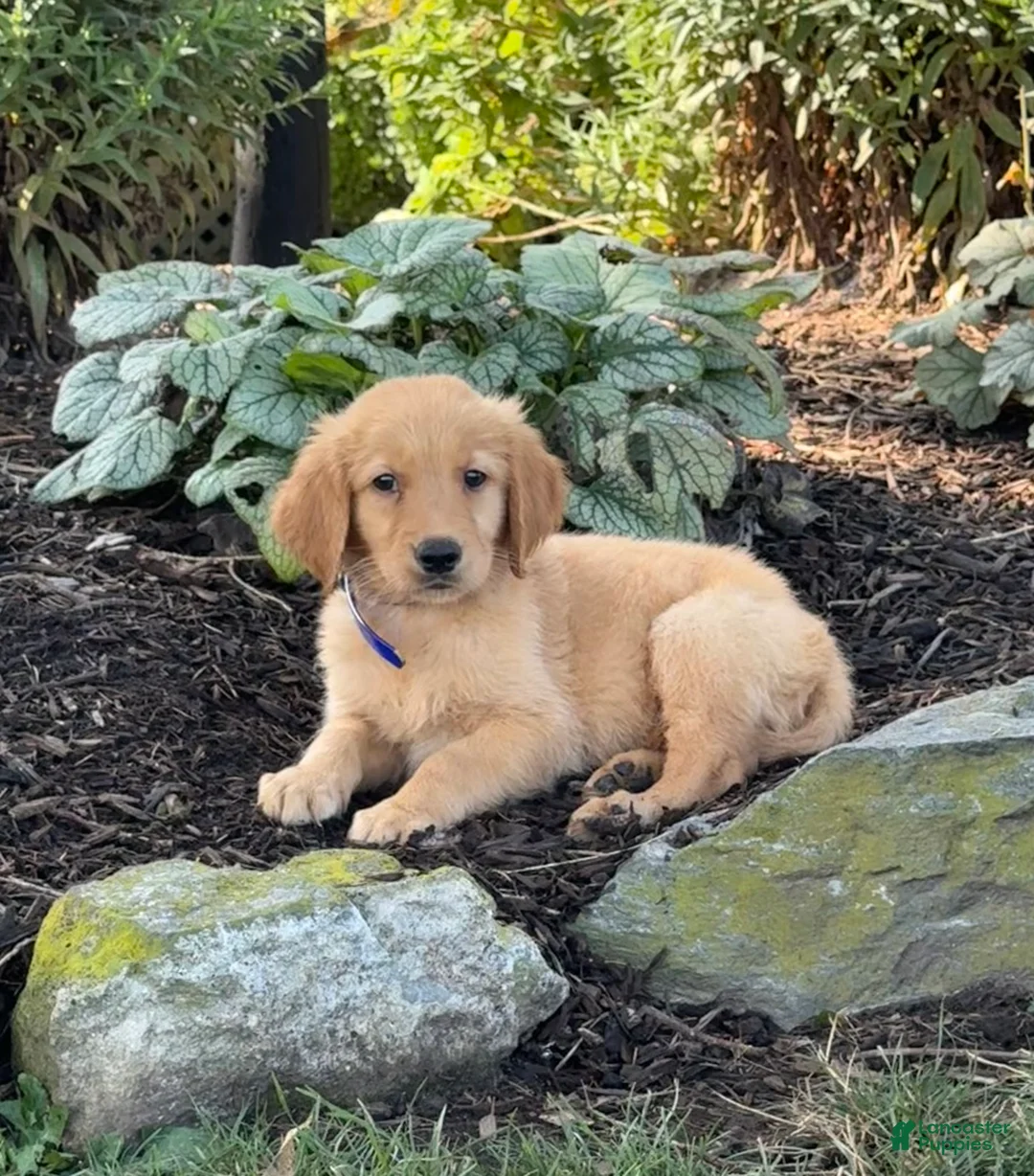 Golden Retriever dogs for sale: Kermit - Ad 2