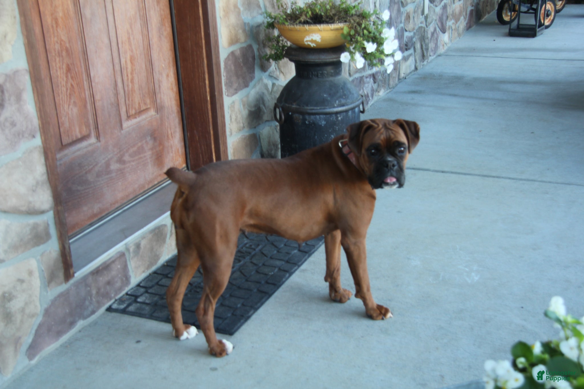 Boxer dogs Tesla - Ad 23