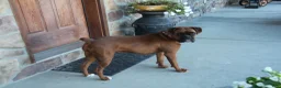 Boxer dogs for sale: Bentley  - Ad 5