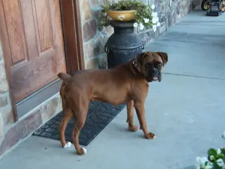 Boxer dogs Tesla - Ad 23