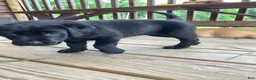 Labrador Retriever dogs for sale: Victory - Ad 5