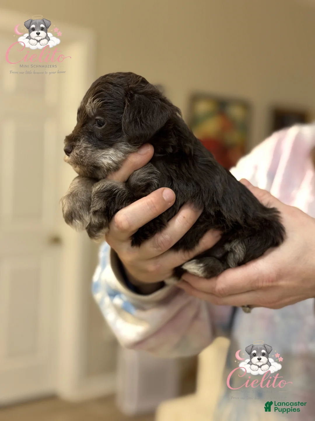 Miniature Schnauzer dogs for sale: Miniature Schnauzer Puppy 1 - Ad 2