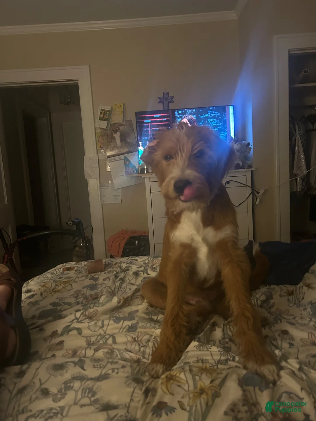 Labradoodle dogs for sale: Ranger  - Ad 2